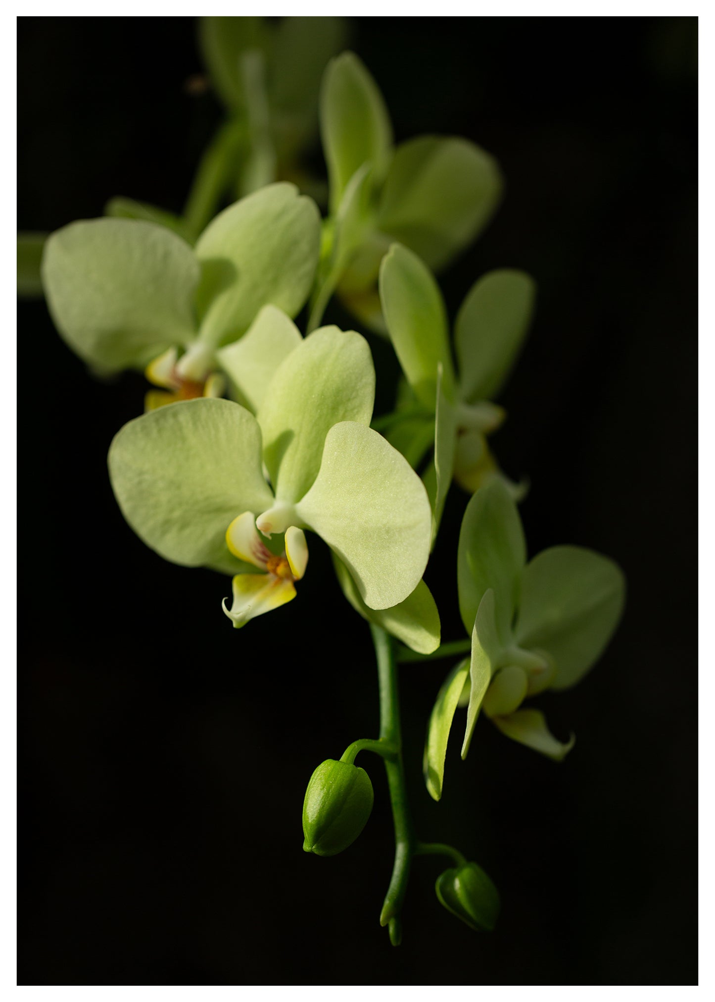 New York Botanical Garden Orchid Print 4