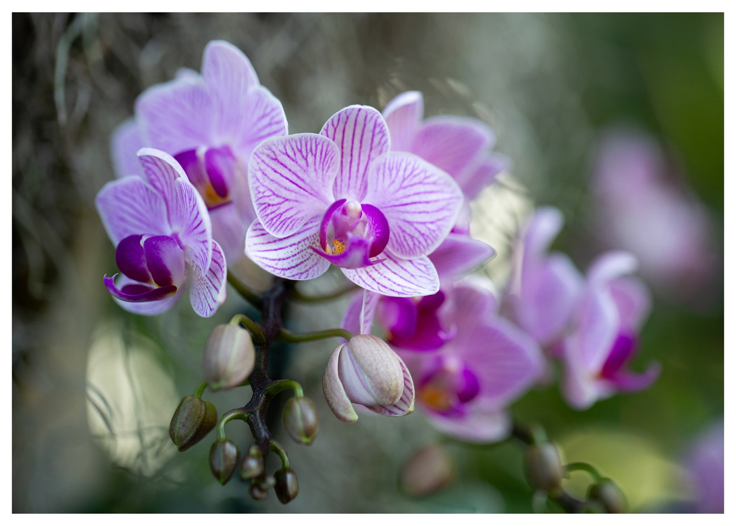 New York Botanical Garden Orchid Print 6