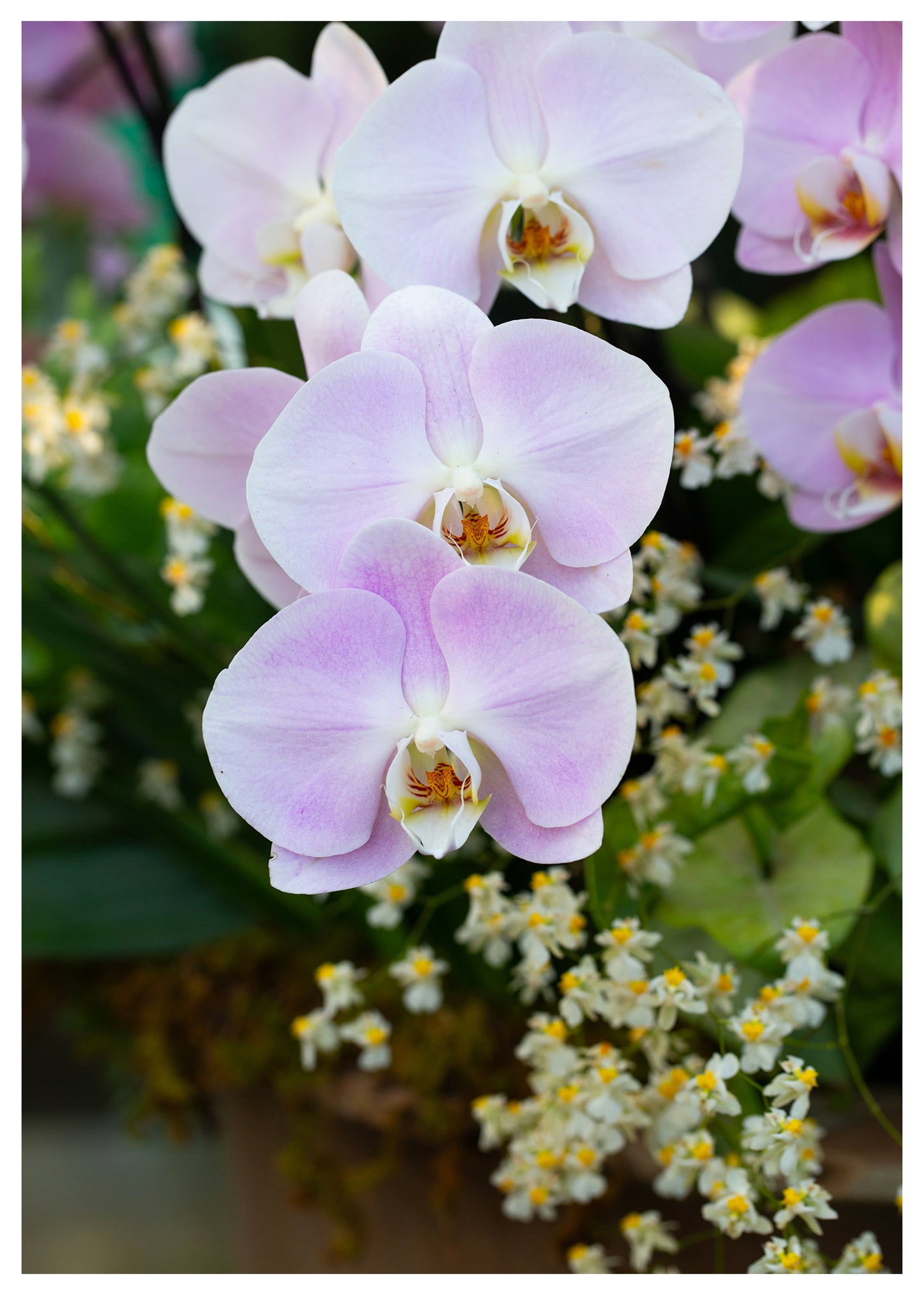 New York Botanical Garden Orchid Print 8