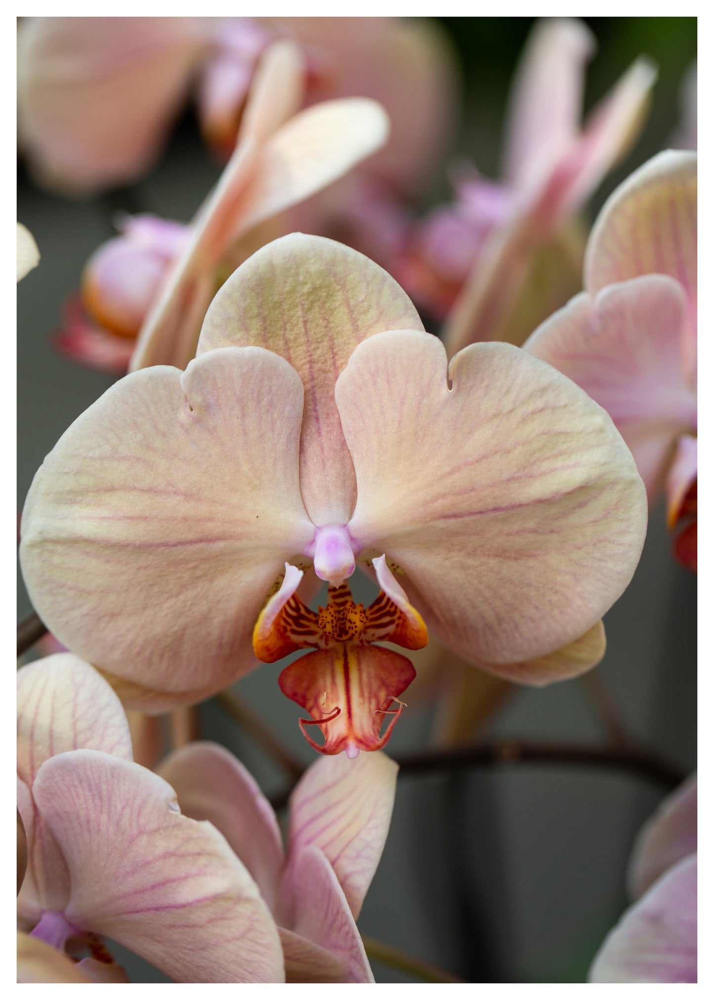 New York Botanical Garden Orchid Print 13