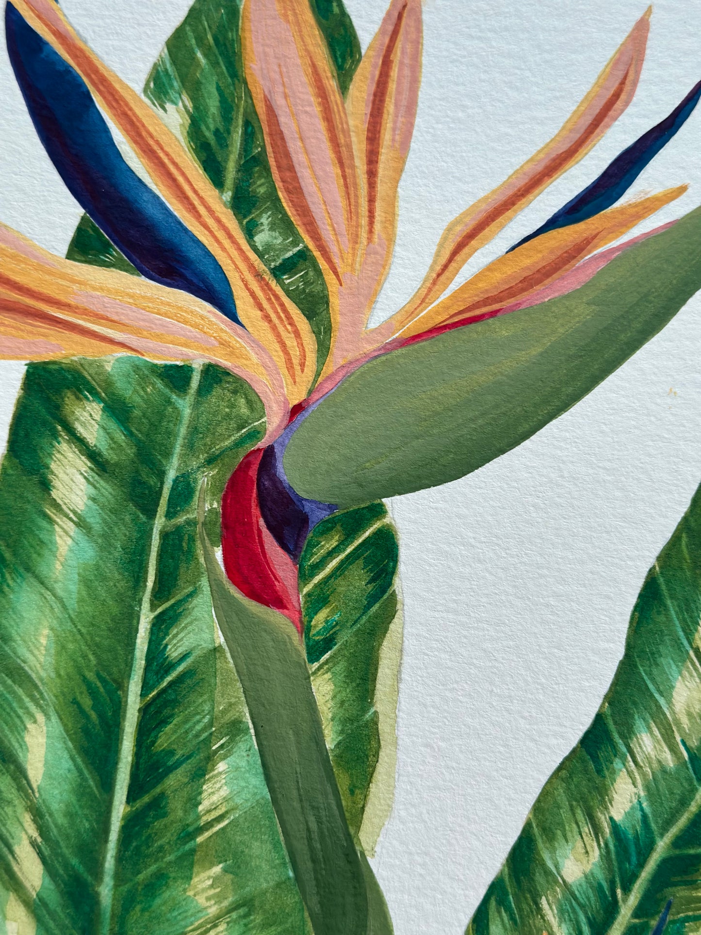 Botanical Gardens Of Hawaii - Bird Of Paradise