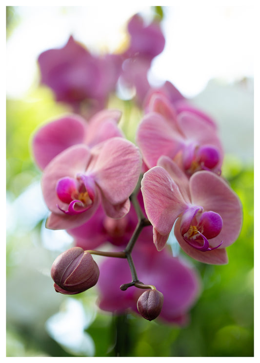 New York Botanical Garden Orchid Print 1