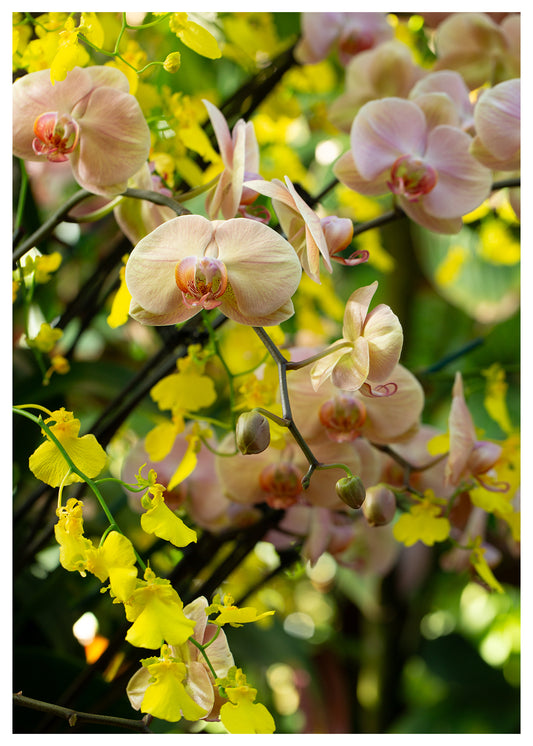 New York Botanical Garden Orchid Print 2