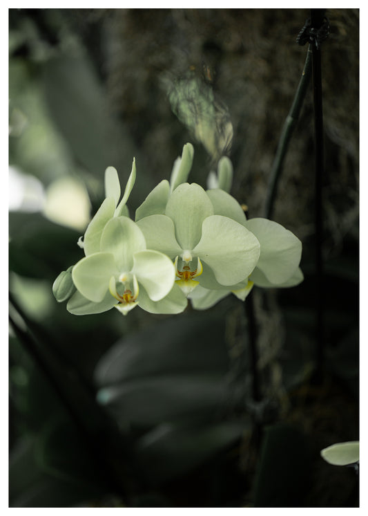 New York Botanical Garden Orchid Print 3