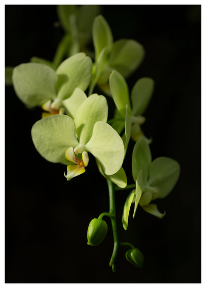 New York Botanical Garden Orchid Print 4