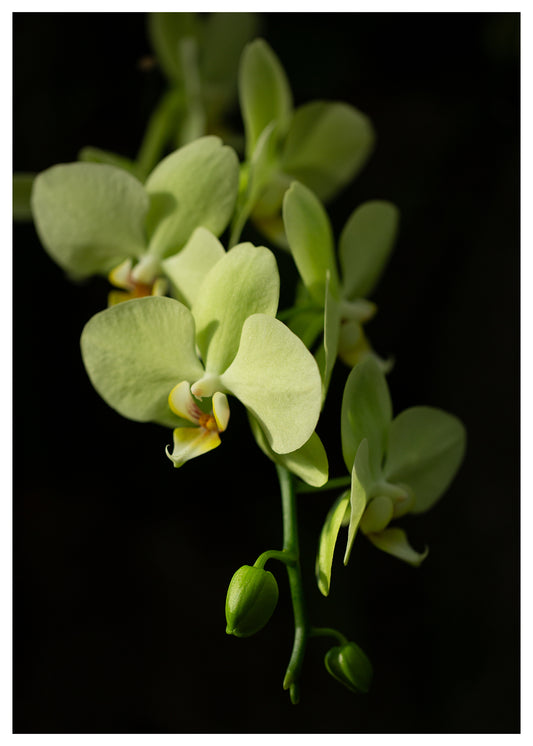 New York Botanical Garden Orchid Print 4