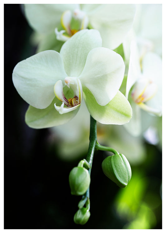 New York Botanical Garden Orchid Print 5