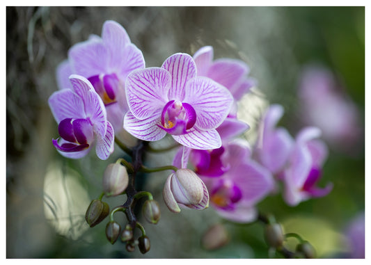 New York Botanical Garden Orchid Print 6