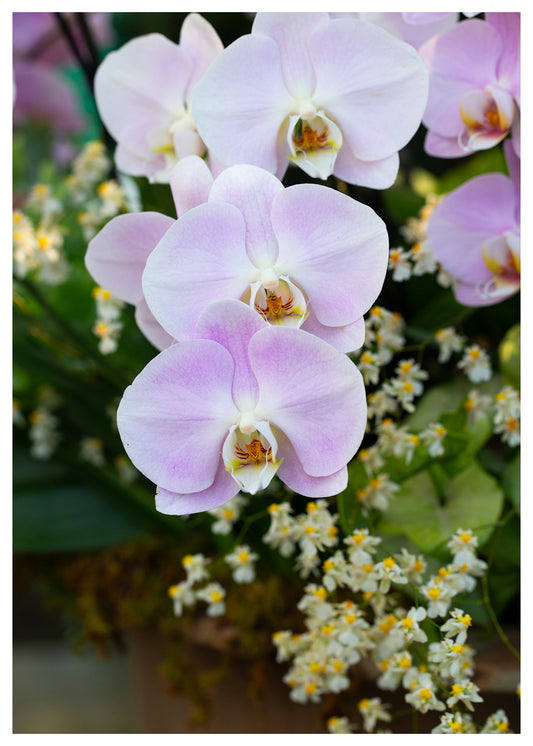 New York Botanical Garden Orchid Print 8