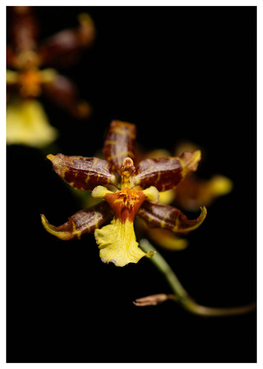 New York Botanical Garden Orchid Print 9