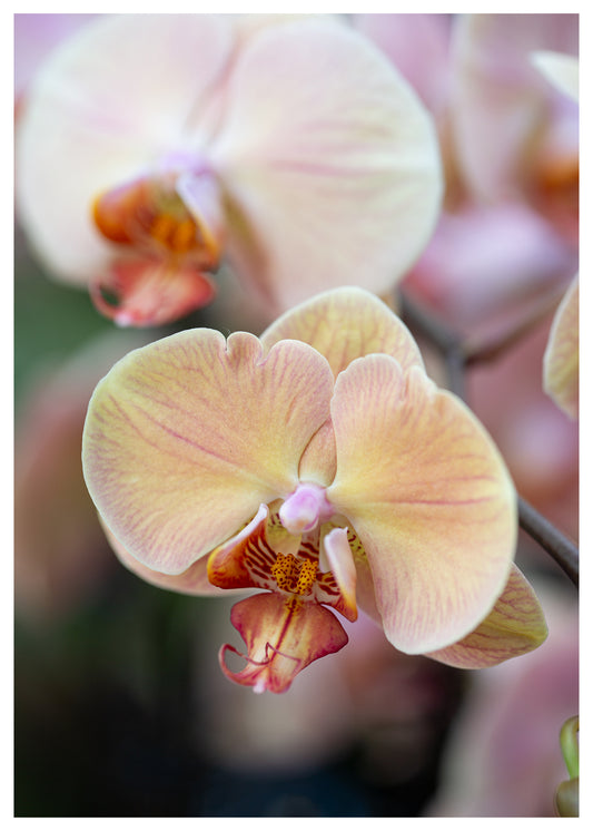 New York Botanical Garden Orchid Print 10