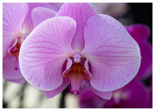 New York Botanical Garden Orchid Print 12