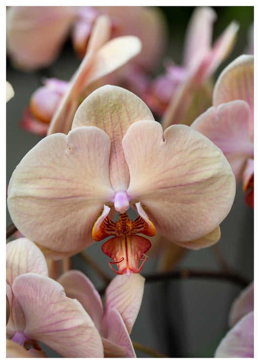 New York Botanical Garden Orchid Print 13