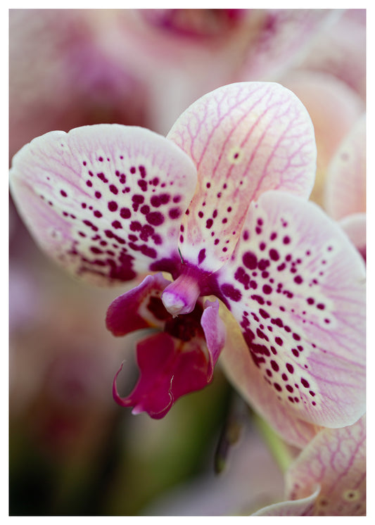New York Botanical Garden Orchid Print 14