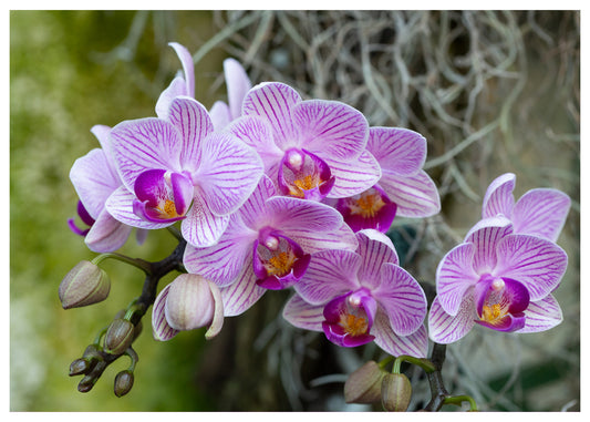 New York Botanical Garden Orchid Print 7