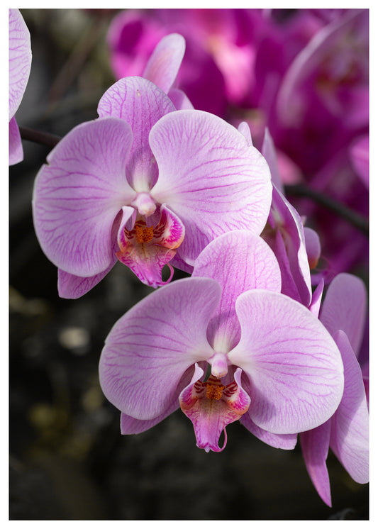 New York Botanical Garden Orchid Print 11