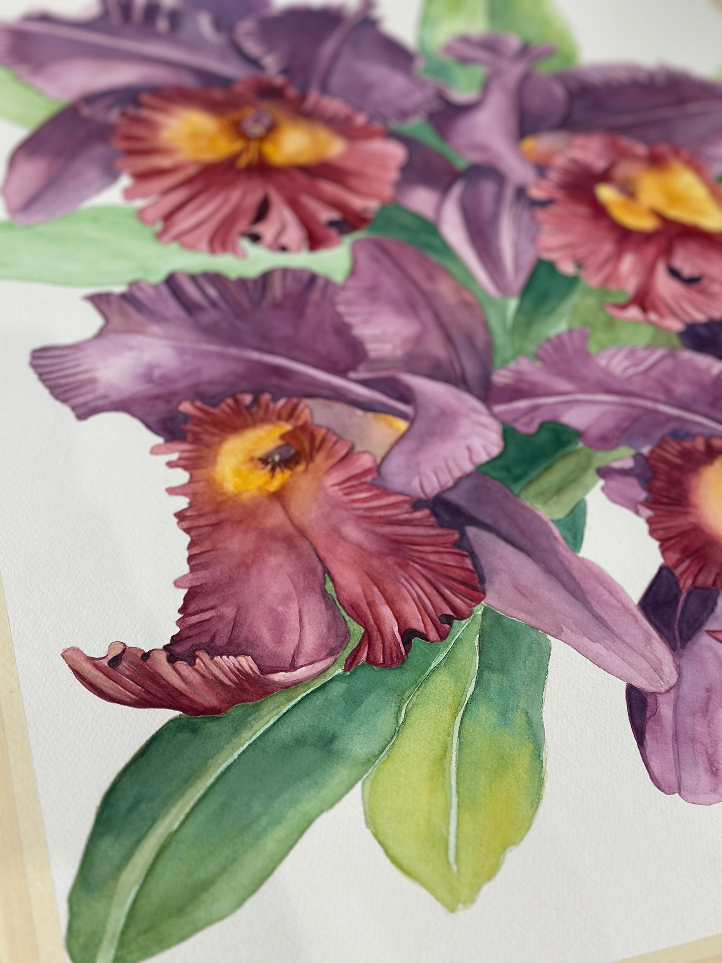 Cattleya Orchids