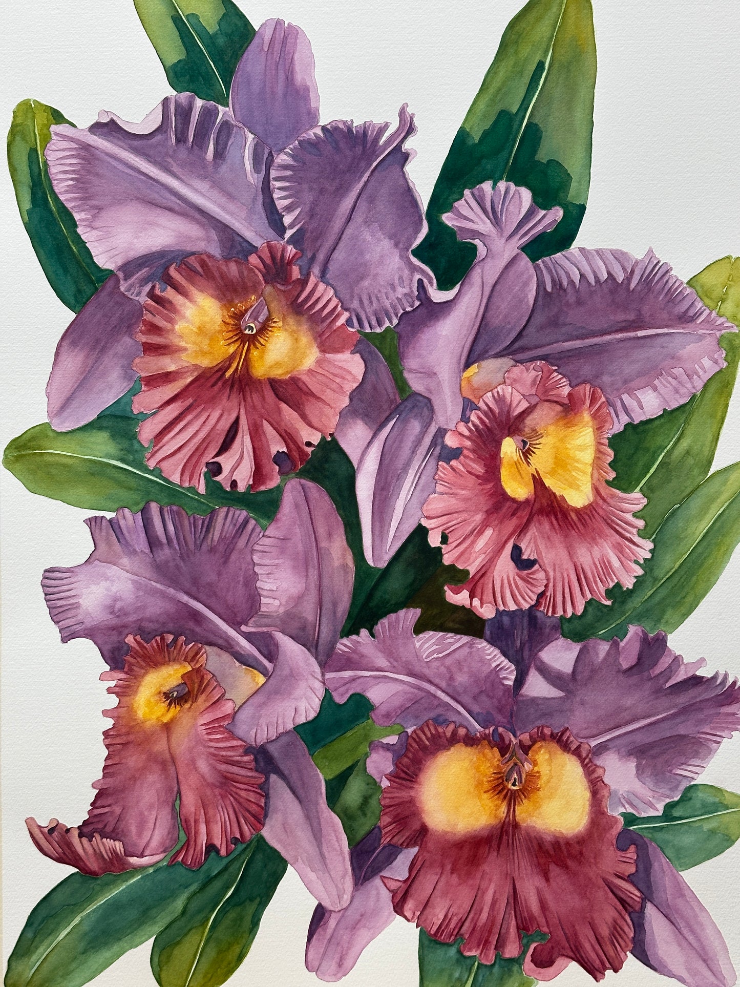 Cattleya Orchids