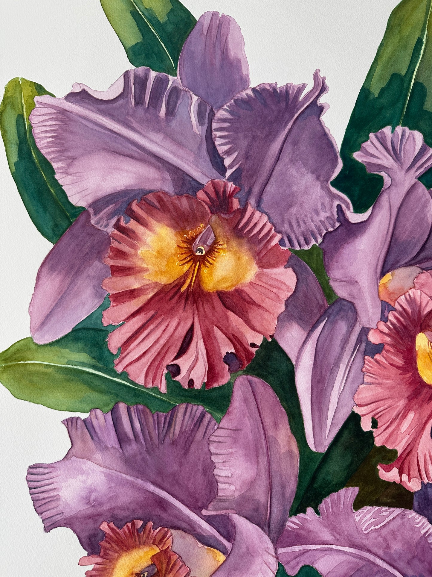 Cattleya Orchids
