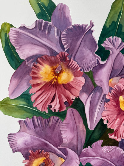 Cattleya Orchids
