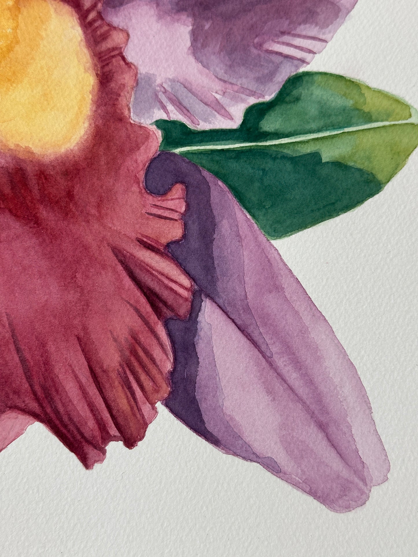Cattleya Orchids