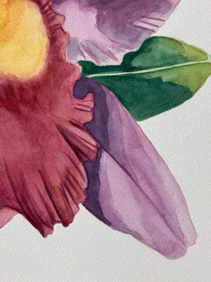 Cattleya Orchids