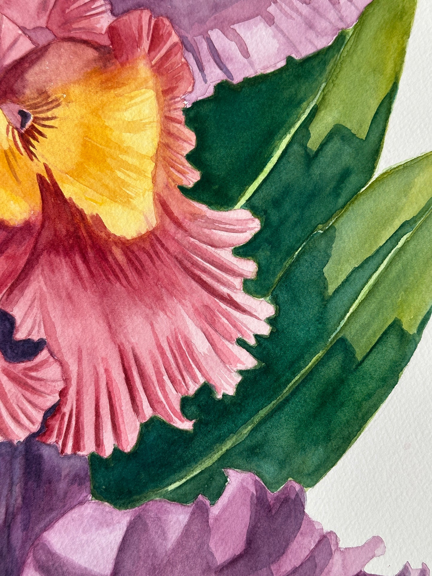 Cattleya Orchids