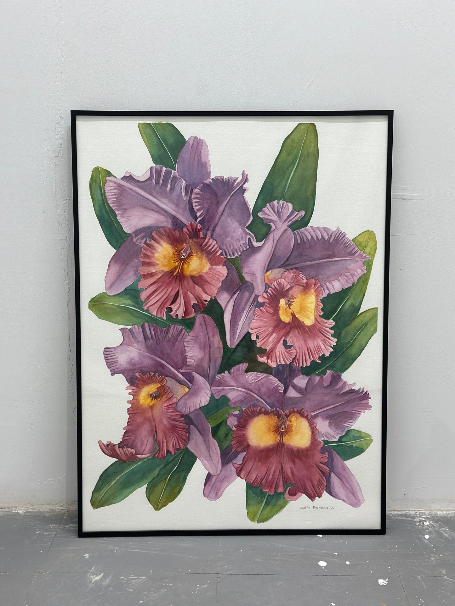 Cattleya Orchids