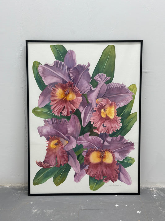 Cattleya Orchids