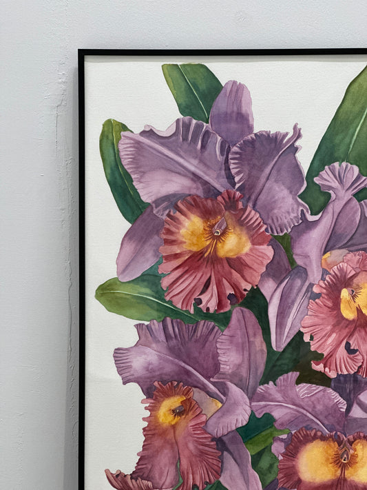 Cattleya Orchids
