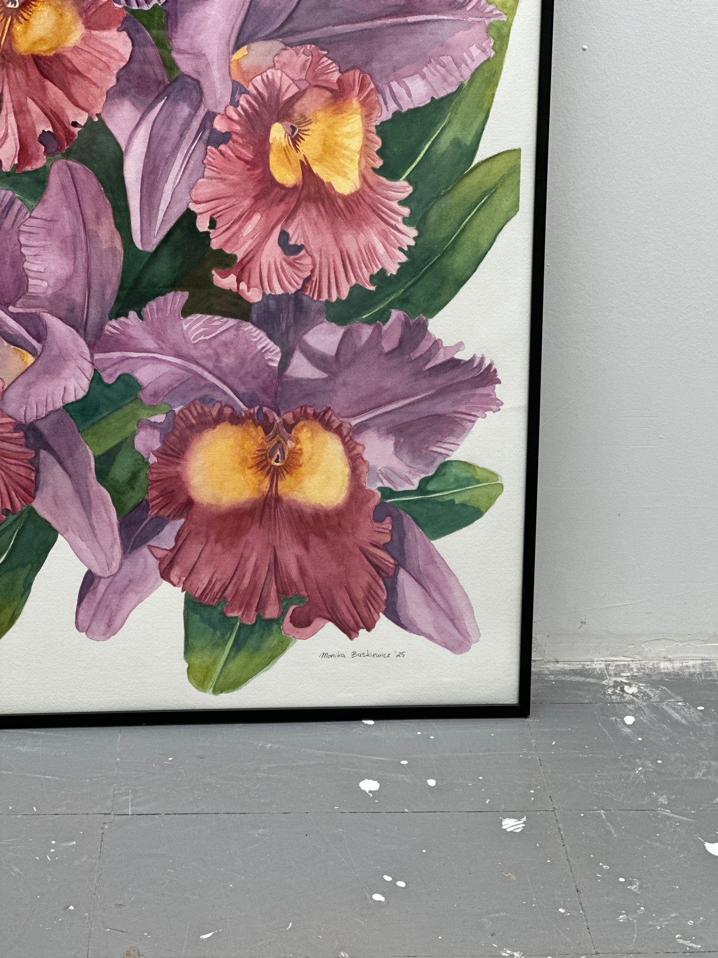 Cattleya Orchids